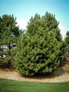 Сосна Чёрная (Pinus Nigra) купить по цене от 270.00р. в интернет-магазине «Посадика» с доставкой почтой в в Павловский Посаде и по всей России – [изображение №1].