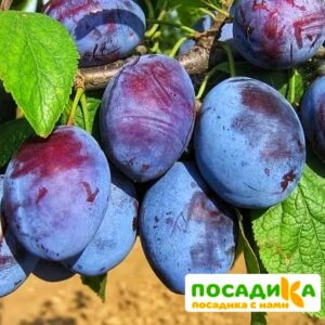 Слива Чачакская ранняя купить по цене от 229.00р. в интернет-магазине «Посадика» с доставкой почтой в в Павловский Посаде и по всей России – [изображение №1].