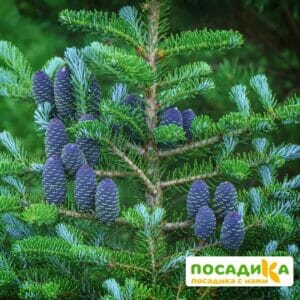 Пихта корейская (Abies koreana) купить по цене от 450.00р. в интернет-магазине «Посадика» с доставкой почтой в в Павловский Посаде и по всей России – [изображение №1].