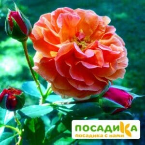 Роза Арабия купить по цене от 350.00р. в интернет-магазине «Посадика» с доставкой почтой в в Павловский Посаде и по всей России – [изображение №1].