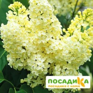 Сирень Примроуз (Primrose) купить по цене от 529.00р. в интернет-магазине «Посадика» с доставкой почтой в в Павловский Посаде и по всей России – [изображение №1].