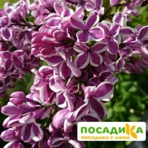 Сирень Сенсация купить по цене от 529.00р. в интернет-магазине «Посадика» с доставкой почтой в в Павловский Посаде и по всей России – [изображение №1].