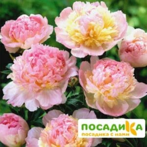 Пион Распберри Сандей (Paeonia Raspberry Sundae) купить по цене от 959р. в интернет-магазине «Посадика» с доставкой почтой в в Павловский Посаде и по всей России – [изображение №1].