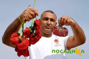Клубника Гигант Джорнея купить по цене от 266р. в интернет-магазине «Посадика» с доставкой почтой в в Павловский Посаде и по всей России – [изображение №1].