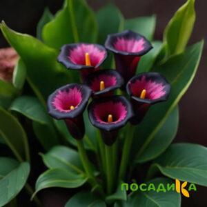 Калла Аура Лейс купить по цене от 400р. в интернет-магазине «Посадика» с доставкой почтой в в Павловский Посаде и по всей России – [изображение №1].
