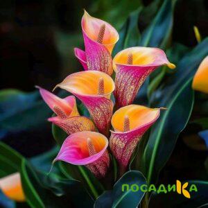 Калла Оникс купить по цене от 450р. в интернет-магазине «Посадика» с доставкой почтой в в Павловский Посаде и по всей России – [изображение №1].