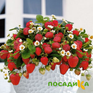 Клубника Рубиновый Шепот (горшечная) купить по цене от 240р. в интернет-магазине «Посадика» с доставкой почтой в в Павловский Посаде и по всей России – [изображение №1].