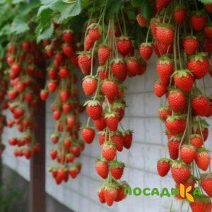 Клубника вьющаяся Комплимент купить по цене от 470р. в интернет-магазине «Посадика» с доставкой почтой в в Павловский Посаде и по всей России – [изображение №1].