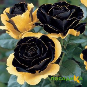 Роза Ханни Сикл купить по цене от 700р. в интернет-магазине «Посадика» с доставкой почтой в в Павловский Посаде и по всей России – [изображение №1].
