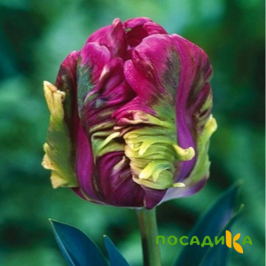 Тюльпан Экзотик Хэвен купить по цене от 186р. в интернет-магазине «Посадика» с доставкой почтой в в Павловский Посаде и по всей России – [изображение №1].