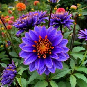 Георгин Лазурит купить по цене от 799р. в интернет-магазине «Посадика» с доставкой почтой в в Павловский Посаде и по всей России – [изображение №1].