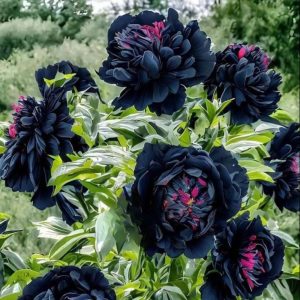 Пион древовидный Сердце Афродиты купить по цене от 600р. в интернет-магазине «Посадика» с доставкой почтой в в Павловский Посаде и по всей России – [изображение №1].