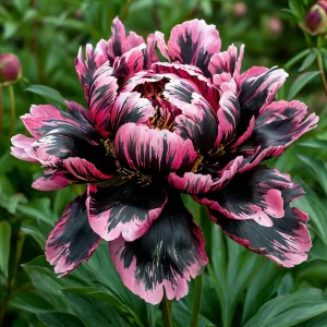 Пион Дроп Руби купить по цене от 469р. в интернет-магазине «Посадика» с доставкой почтой в в Павловский Посаде и по всей России – [изображение №1].