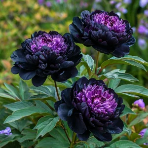 Пион Свэнс Даун купить по цене от 610р. в интернет-магазине «Посадика» с доставкой почтой в в Павловский Посаде и по всей России – [изображение №1].