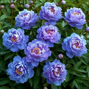 Пион Голубой лотос купить по цене от 590р. в интернет-магазине «Посадика» с доставкой почтой в в Павловский Посаде и по всей России – [изображение №1].