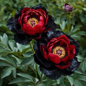 Пион Эбеновый Рубин купить по цене от 419р. в интернет-магазине «Посадика» с доставкой почтой в в Павловский Посаде и по всей России – [изображение №1].