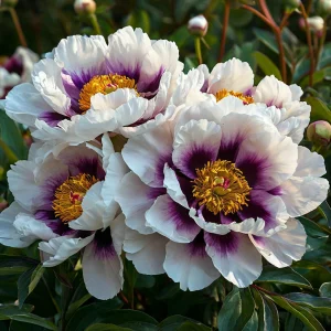 Пион Эко Саммер купить по цене от 548р. в интернет-магазине «Посадика» с доставкой почтой в в Павловский Посаде и по всей России – [изображение №1].