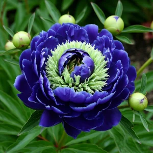 Пион Дримвивер купить по цене от 417р. в интернет-магазине «Посадика» с доставкой почтой в в Павловский Посаде и по всей России – [изображение №1].