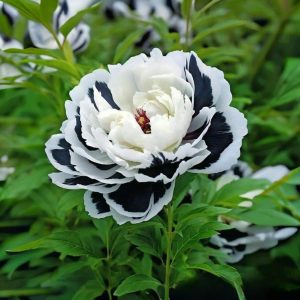 Пион Монохромный Шик купить по цене от 429р. в интернет-магазине «Посадика» с доставкой почтой в в Павловский Посаде и по всей России – [изображение №1].